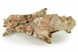 Fossil Hyaenodon Partial Skull - South Dakota #342200-5